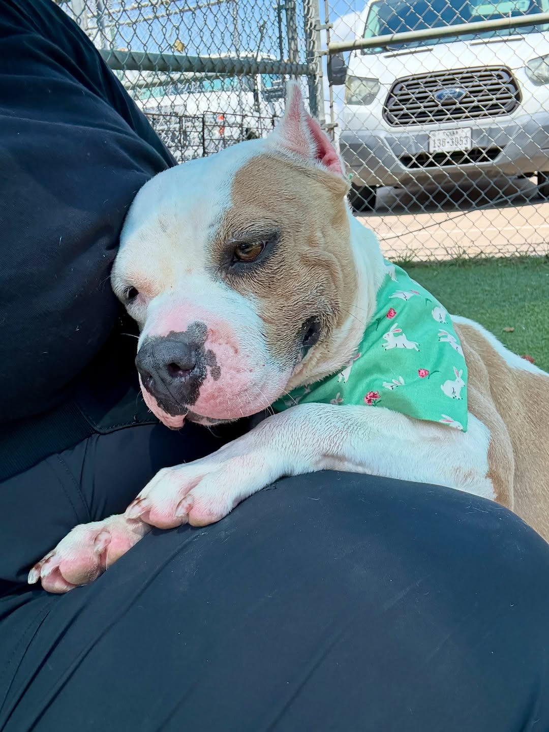 owner and adopted dog