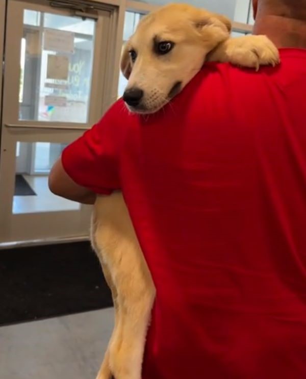 owner hugging a dog