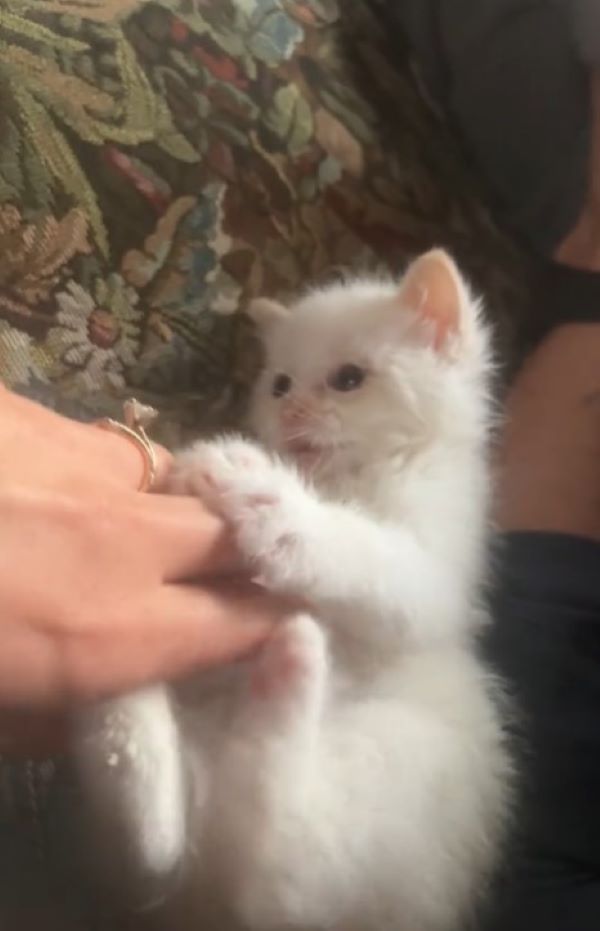 owner playing with white kitten