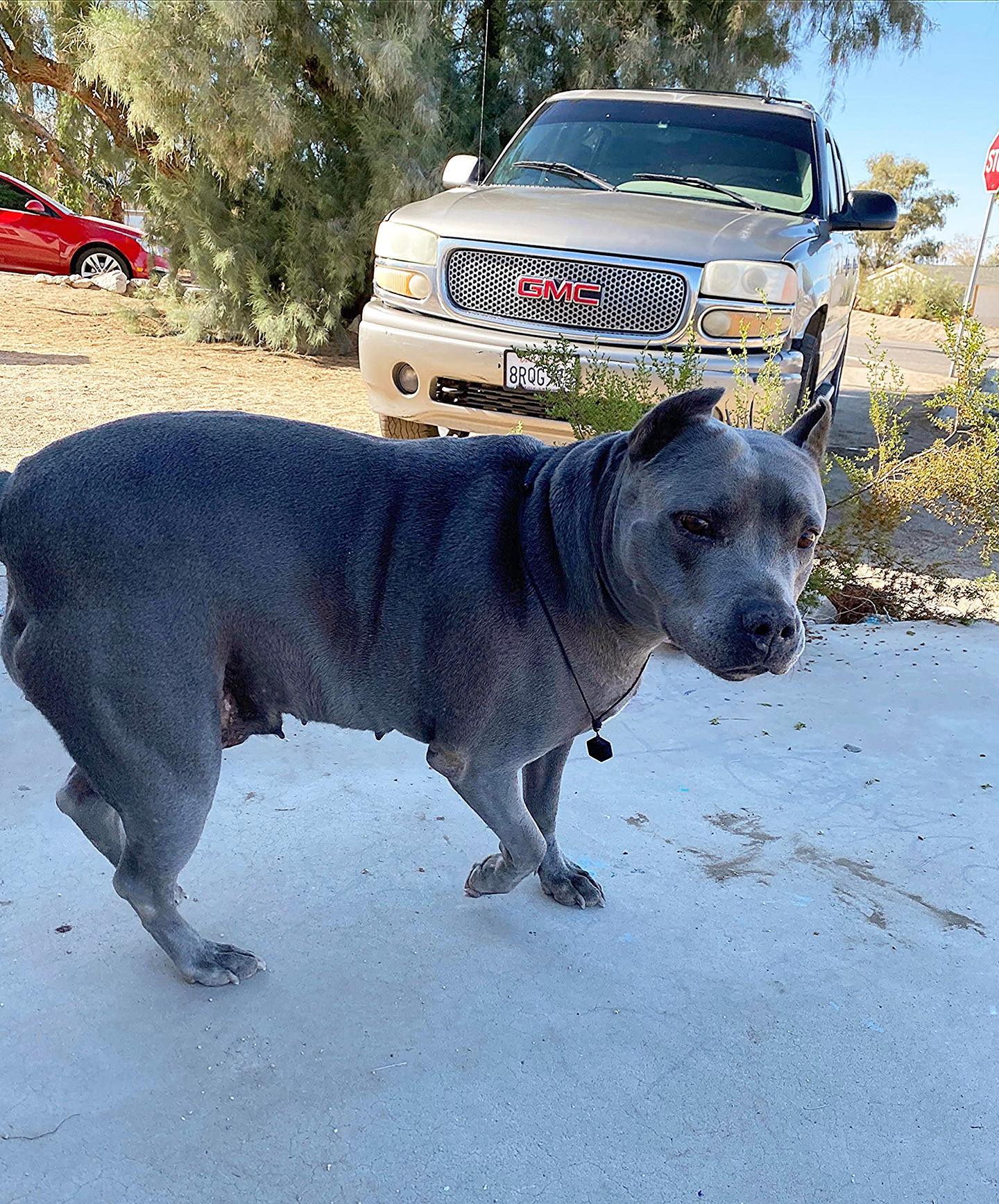 pregnant black dog