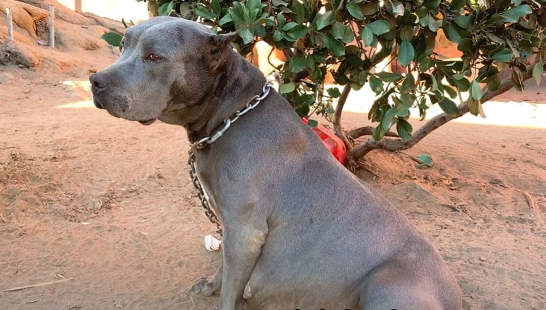 pregnant dog
