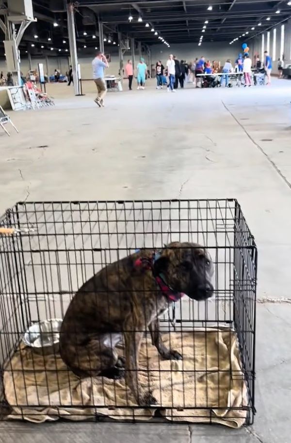 sad black dog in crate
