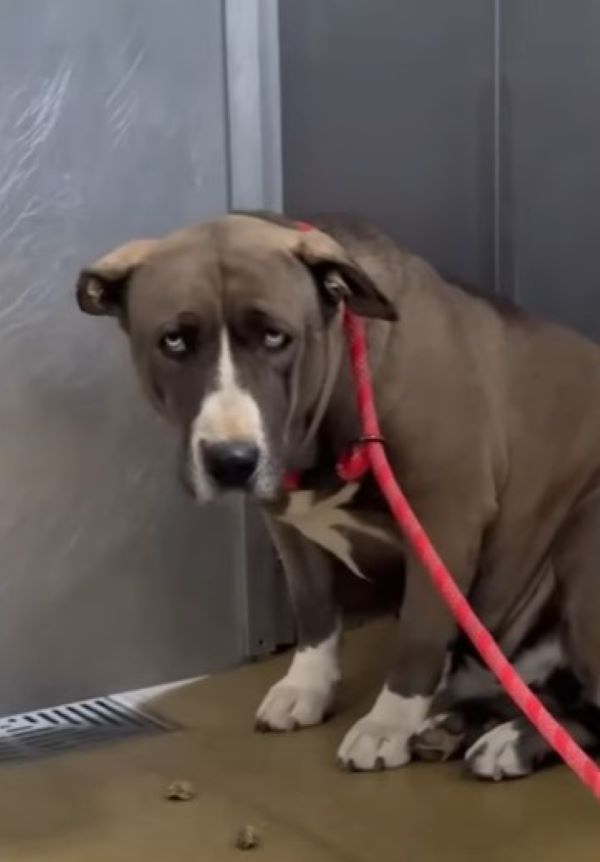 sad dog on leash