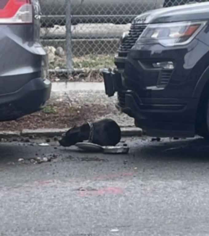 scared dog near cars