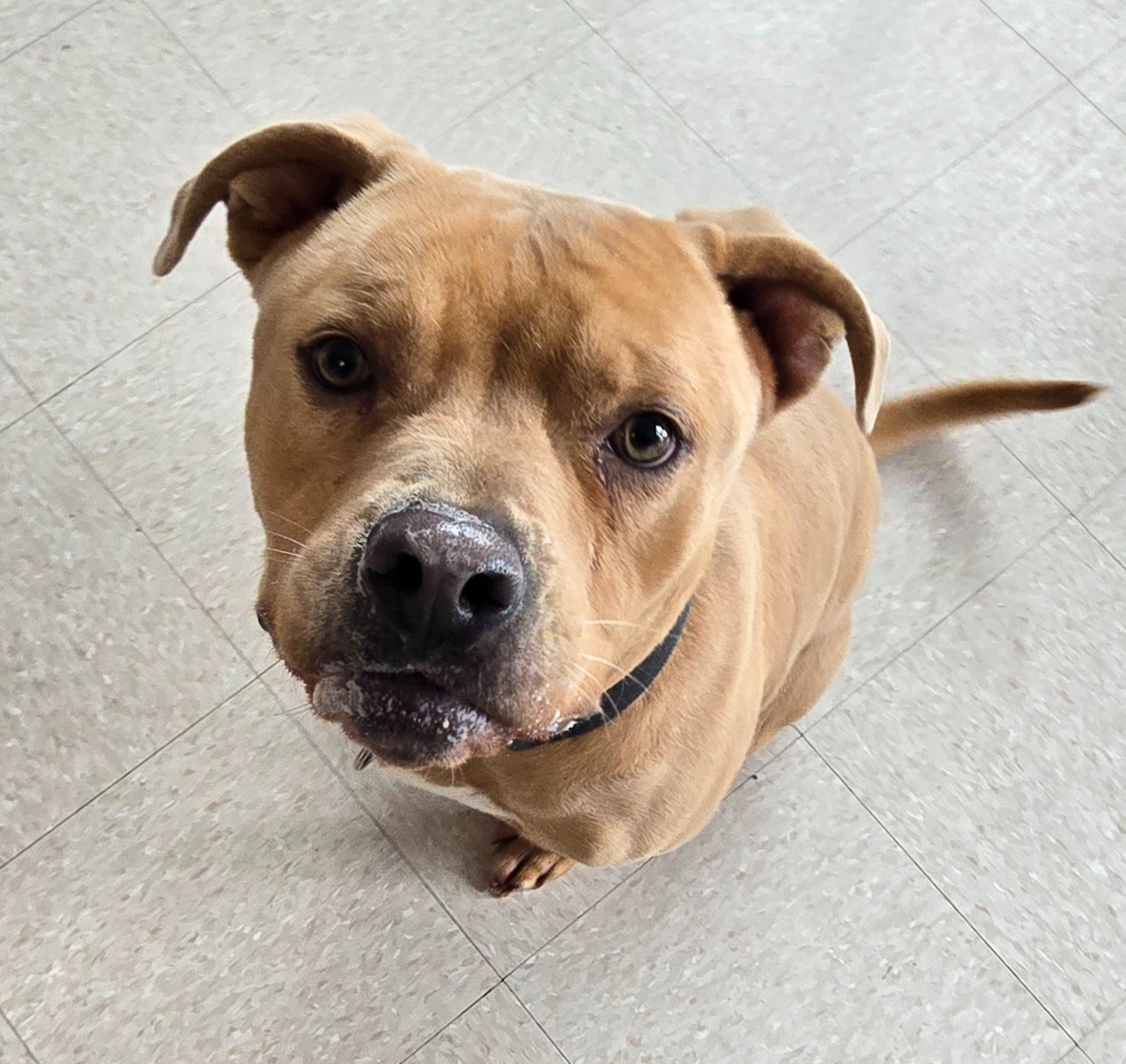 senior brown dog