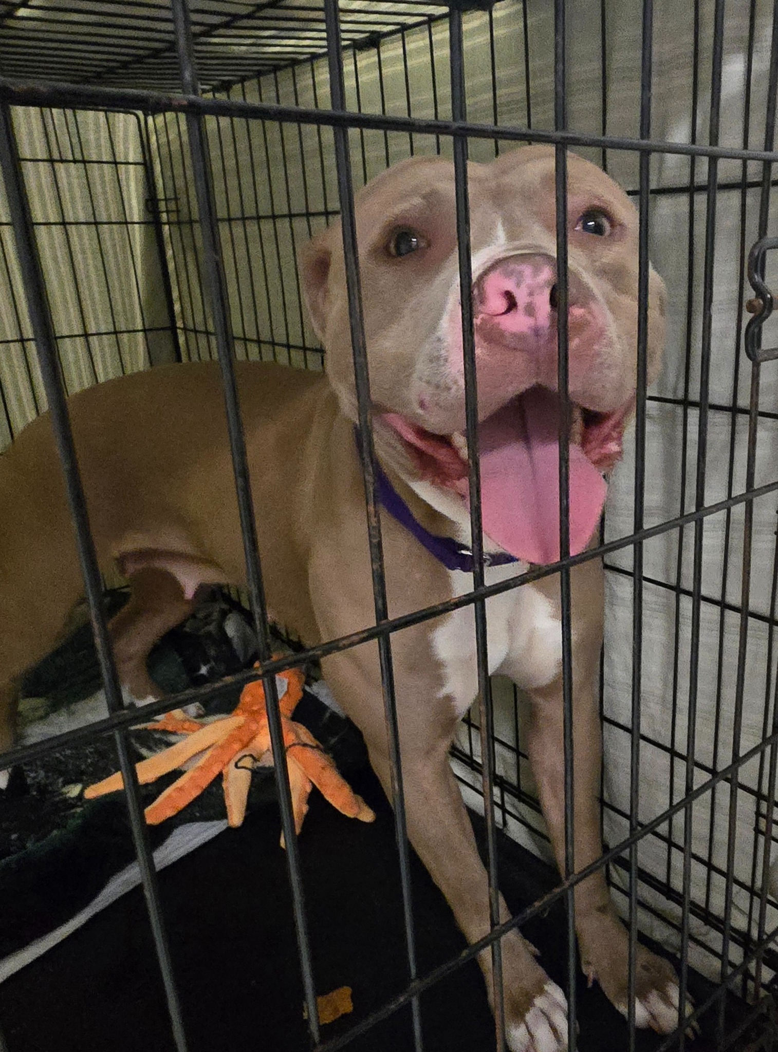 senior dog in crate
