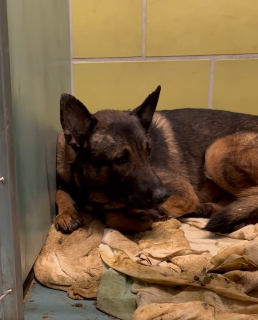 senior dog laying down