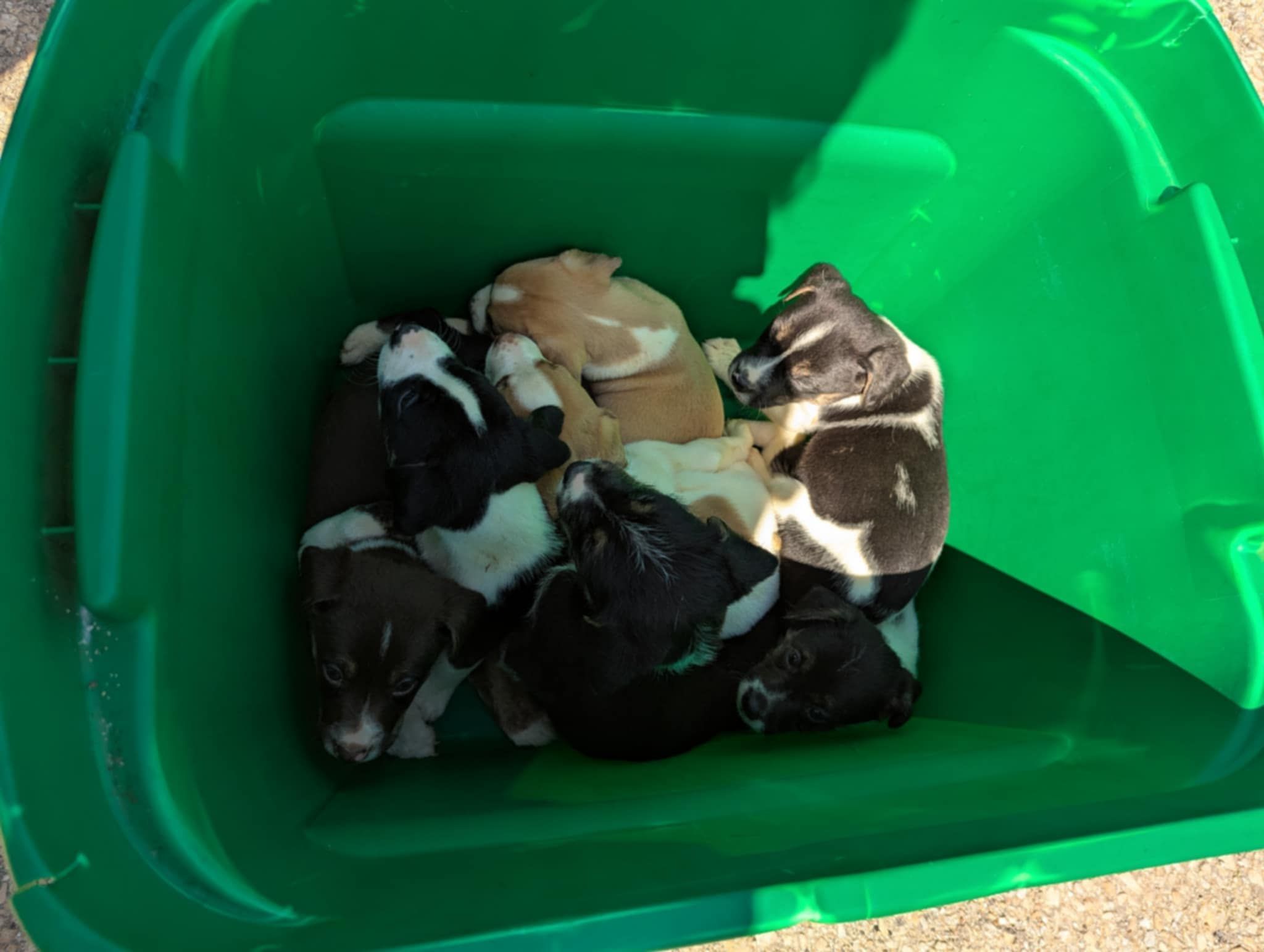seven puppies in box
