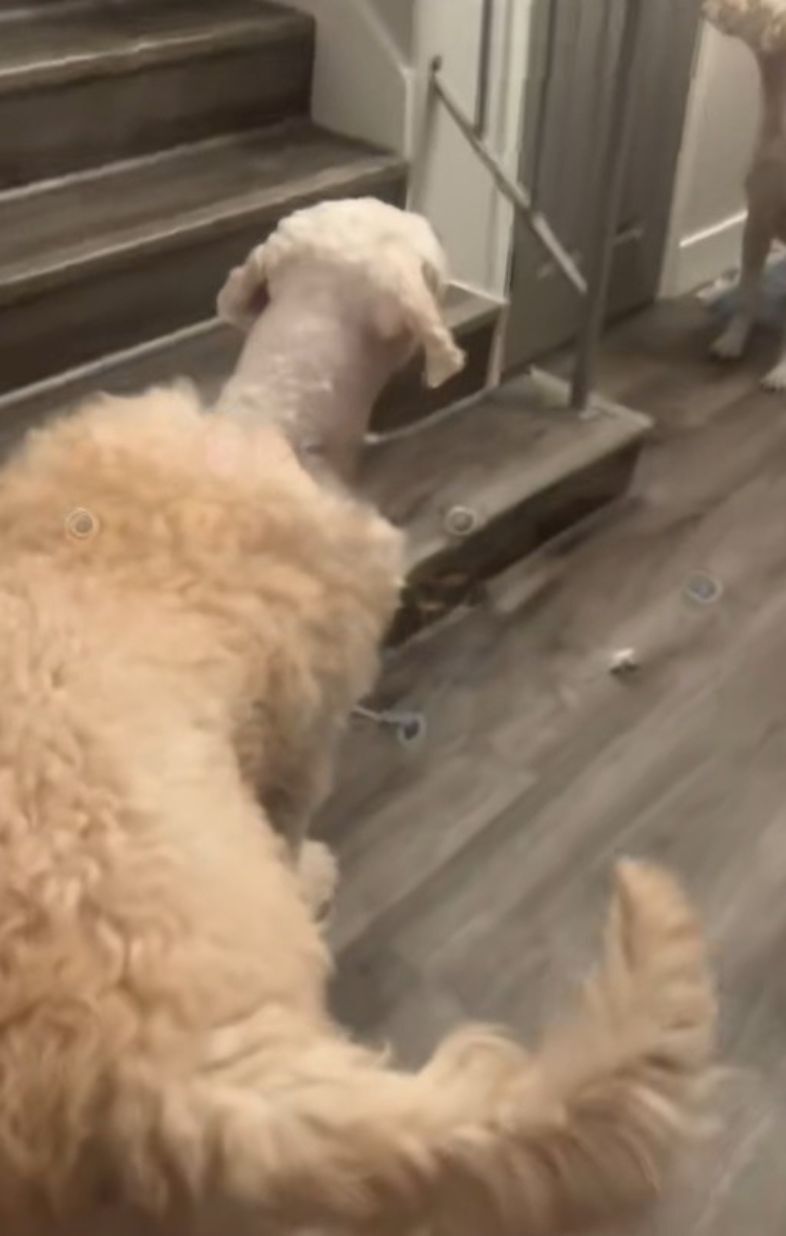 shaved dog
