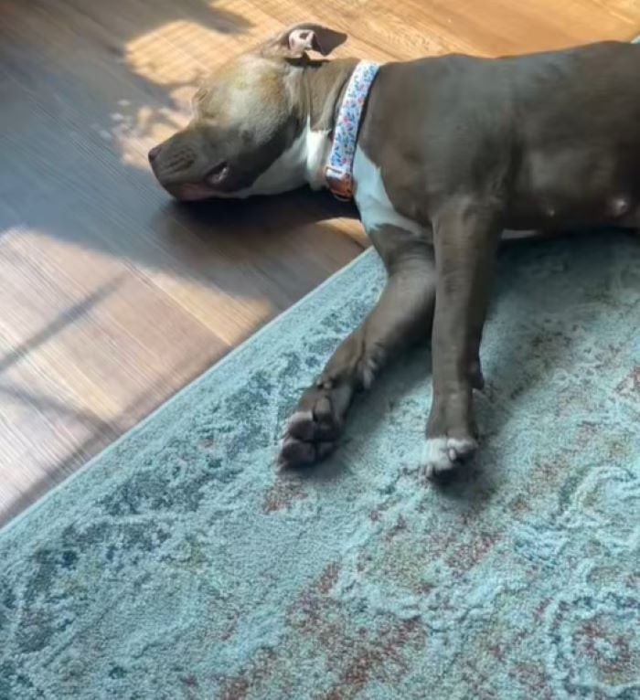 shelter dog laying down