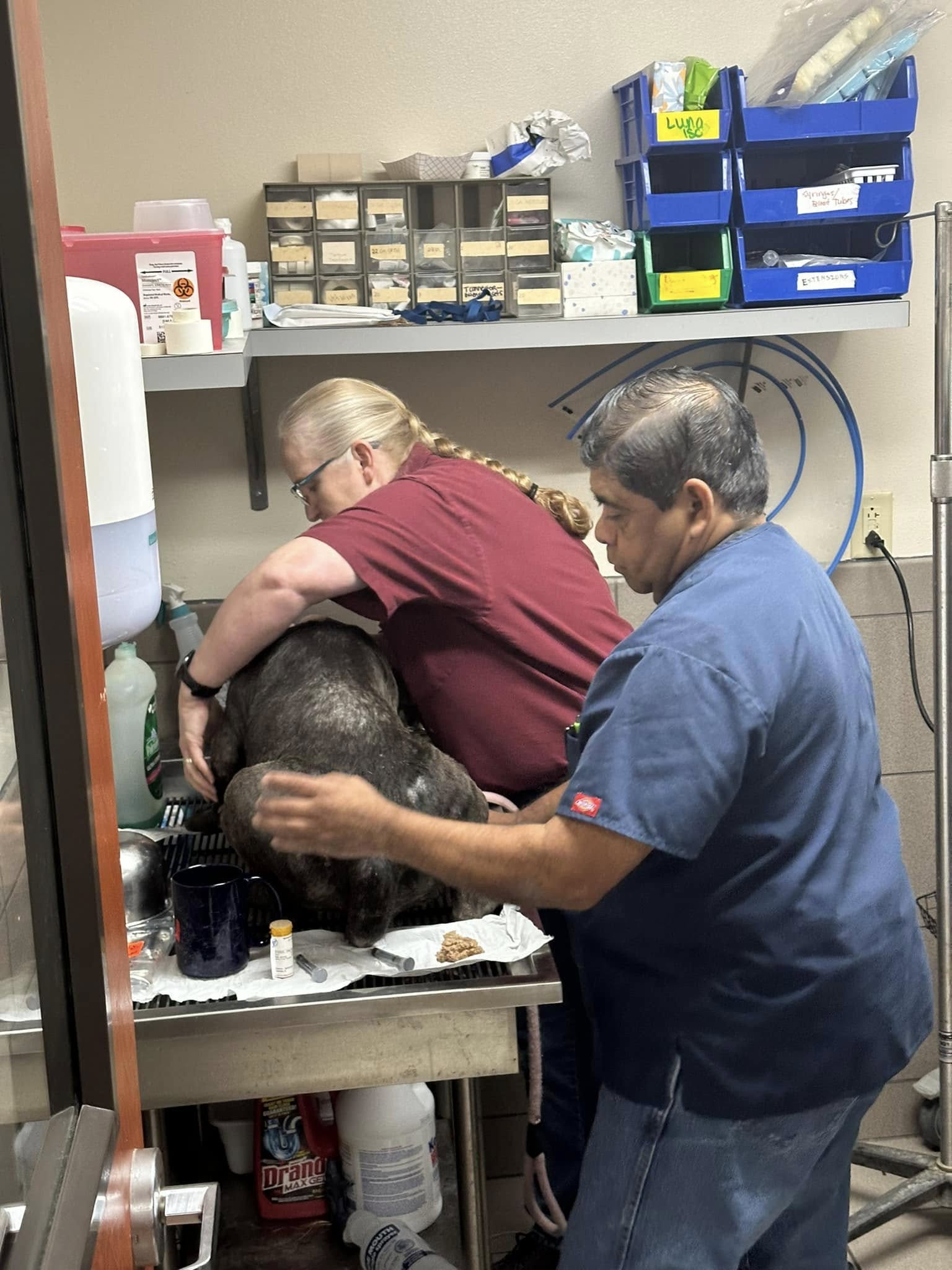 sick dog at vets