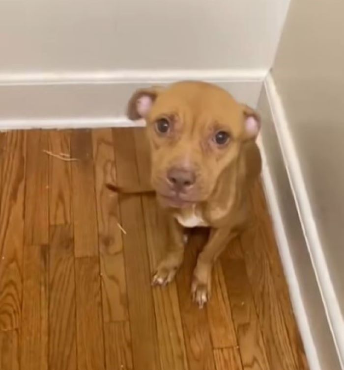 skinny brown dog