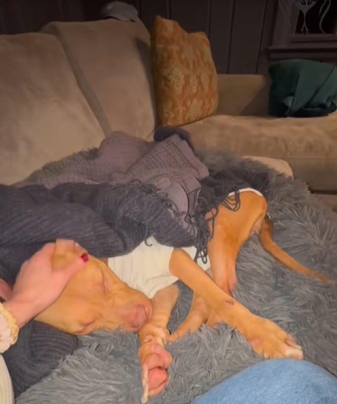 skinny dog sleeping