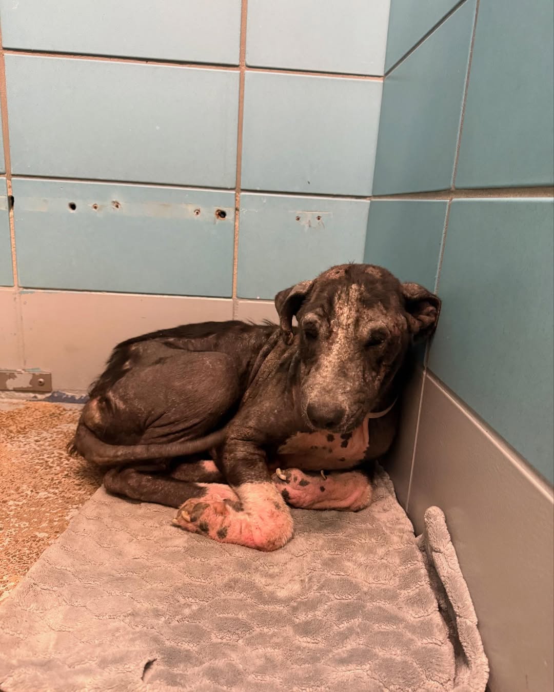 skinny hairless dog