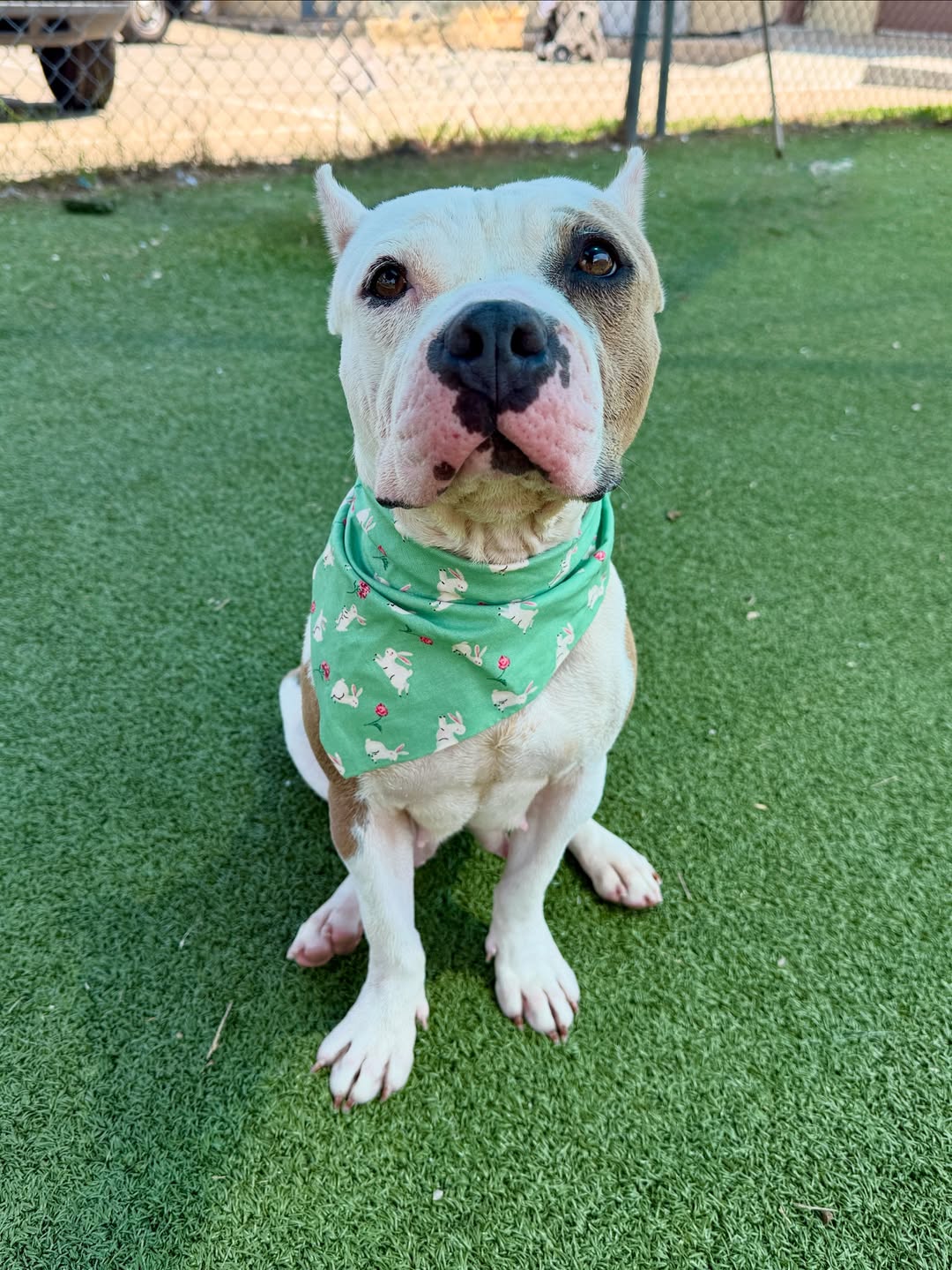 sweet adopted dog sitting down
