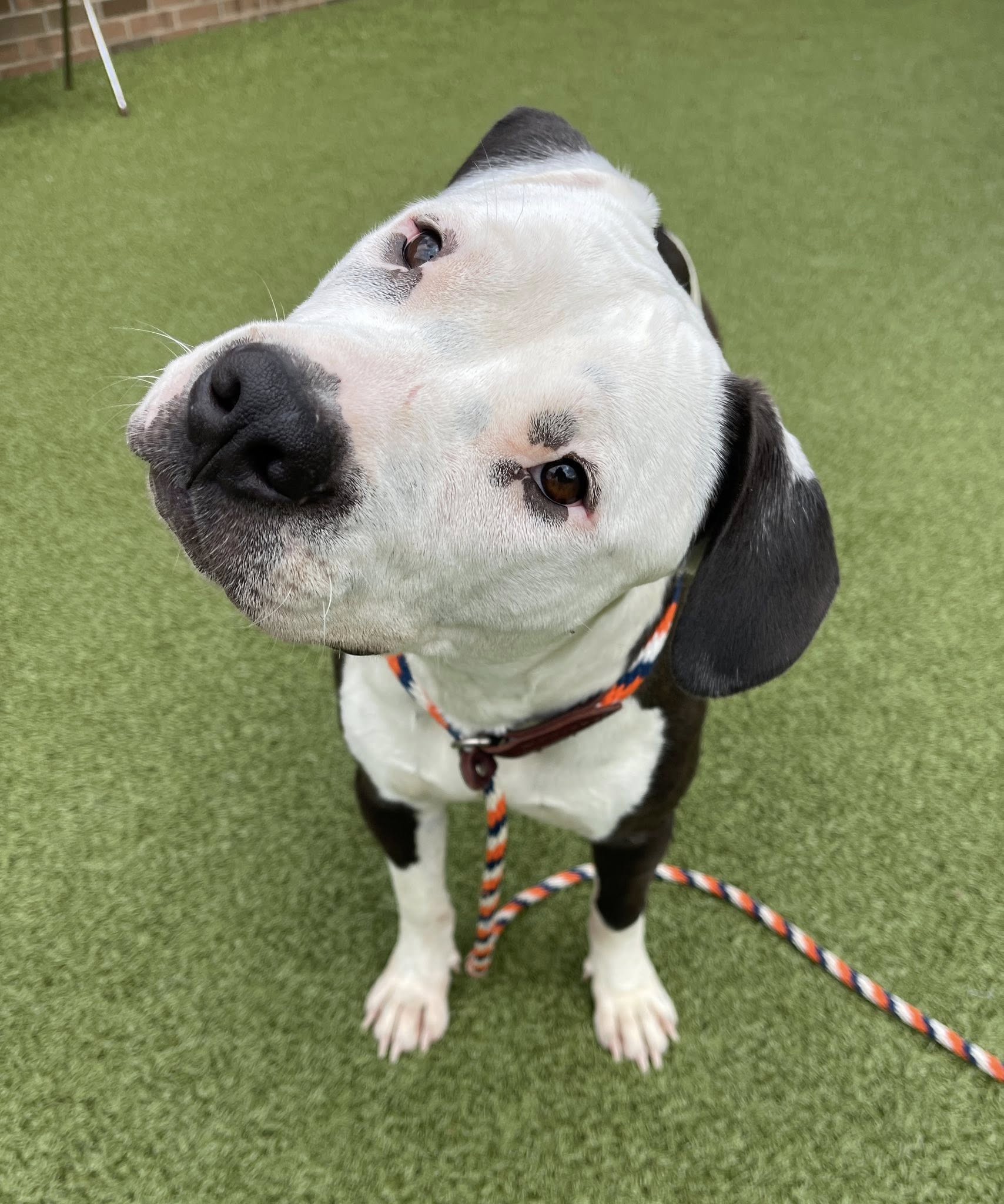 sweet black and white dog