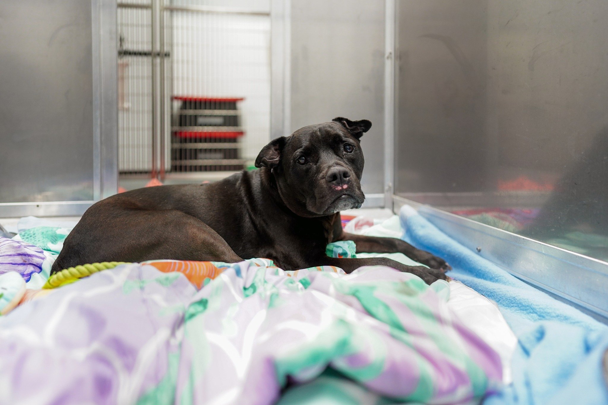 sweet black dog laying down