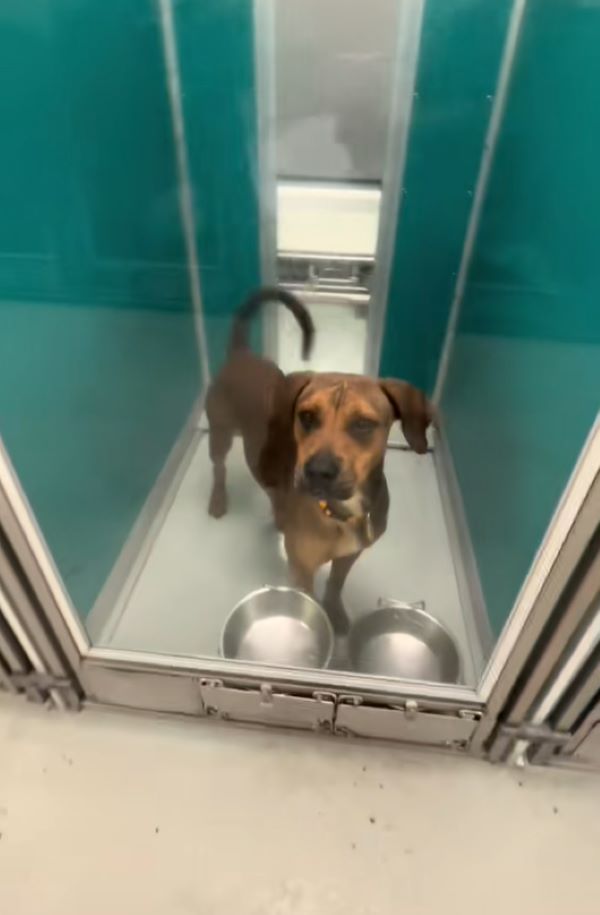 sweet brown dog