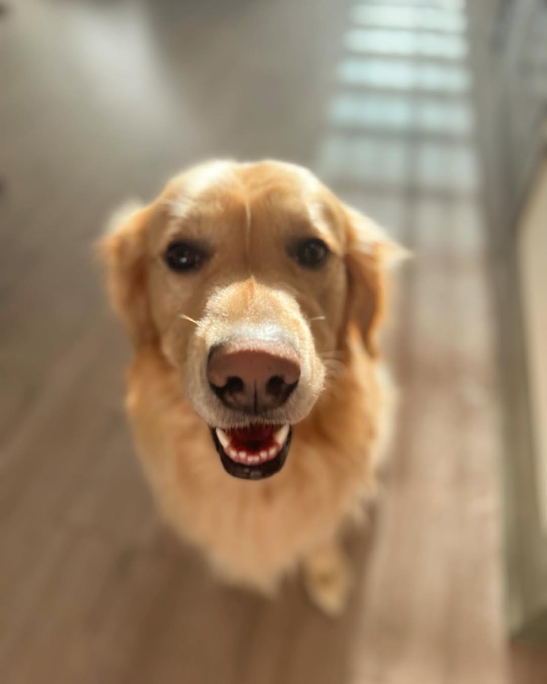 sweet brown dog