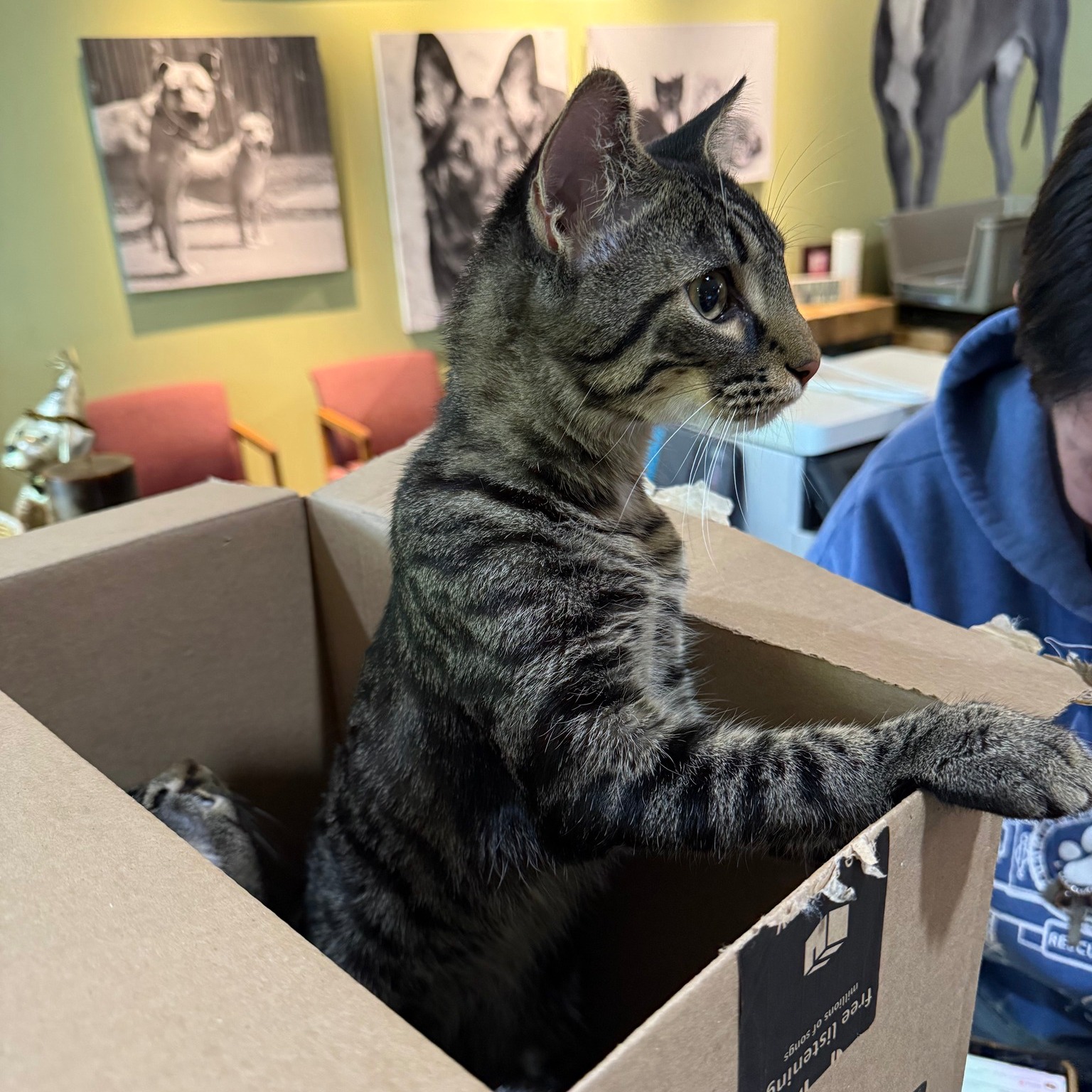 sweet cat in box