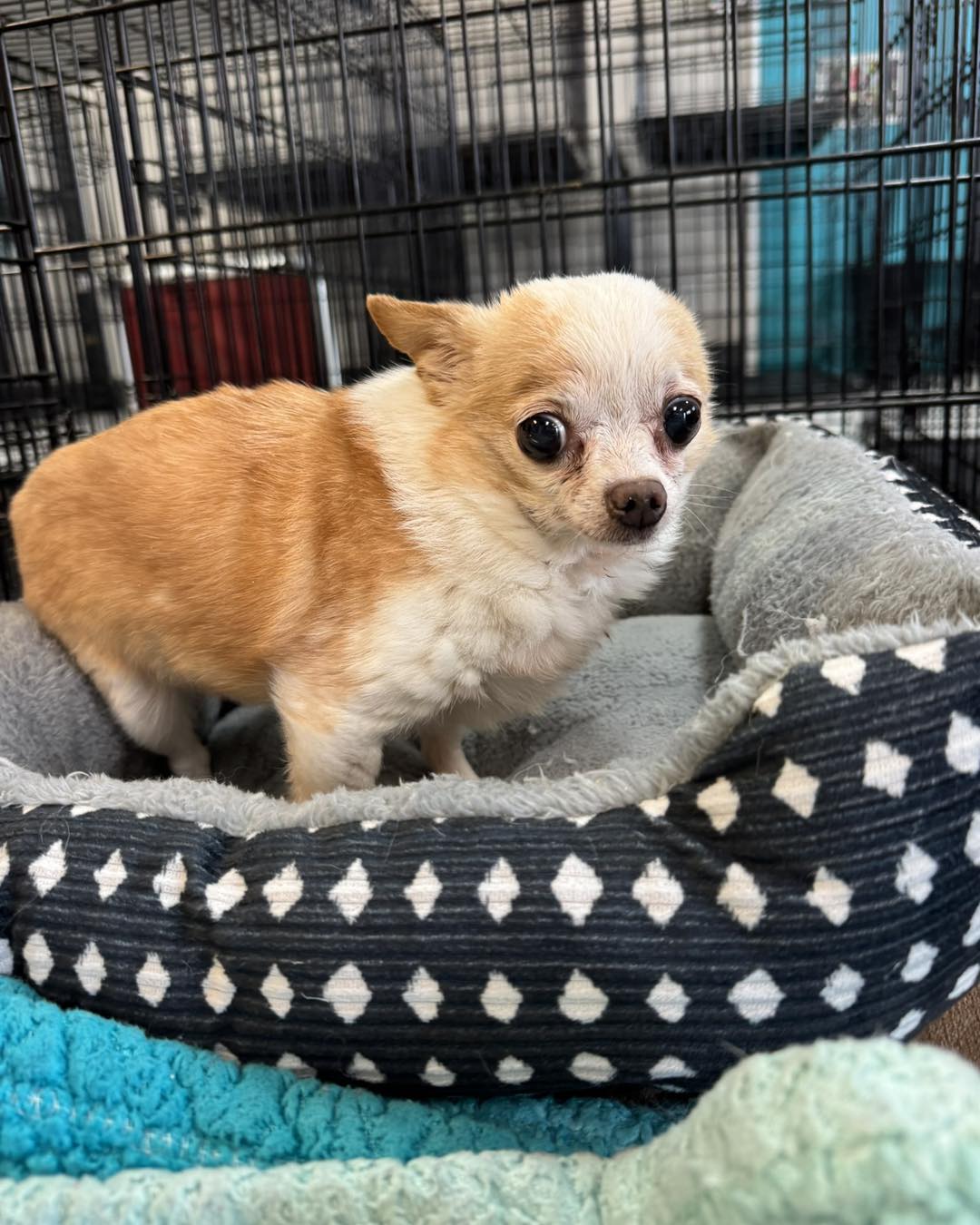 sweet chihuahua