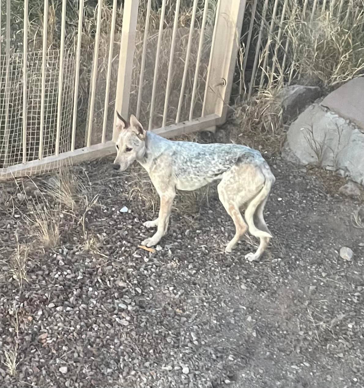 sweet coyote