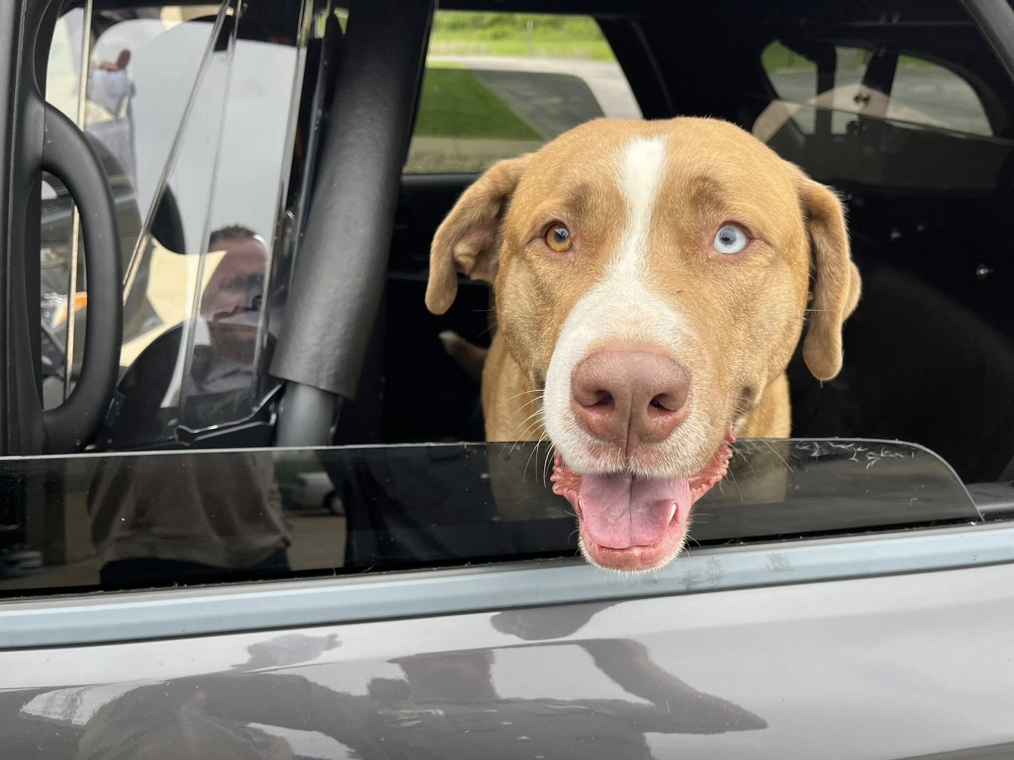 sweet dog in car