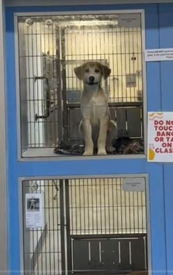 sweet dog in shelter