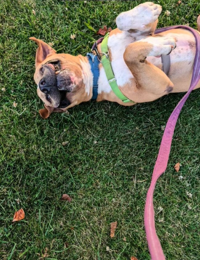 sweet dog laying on the back