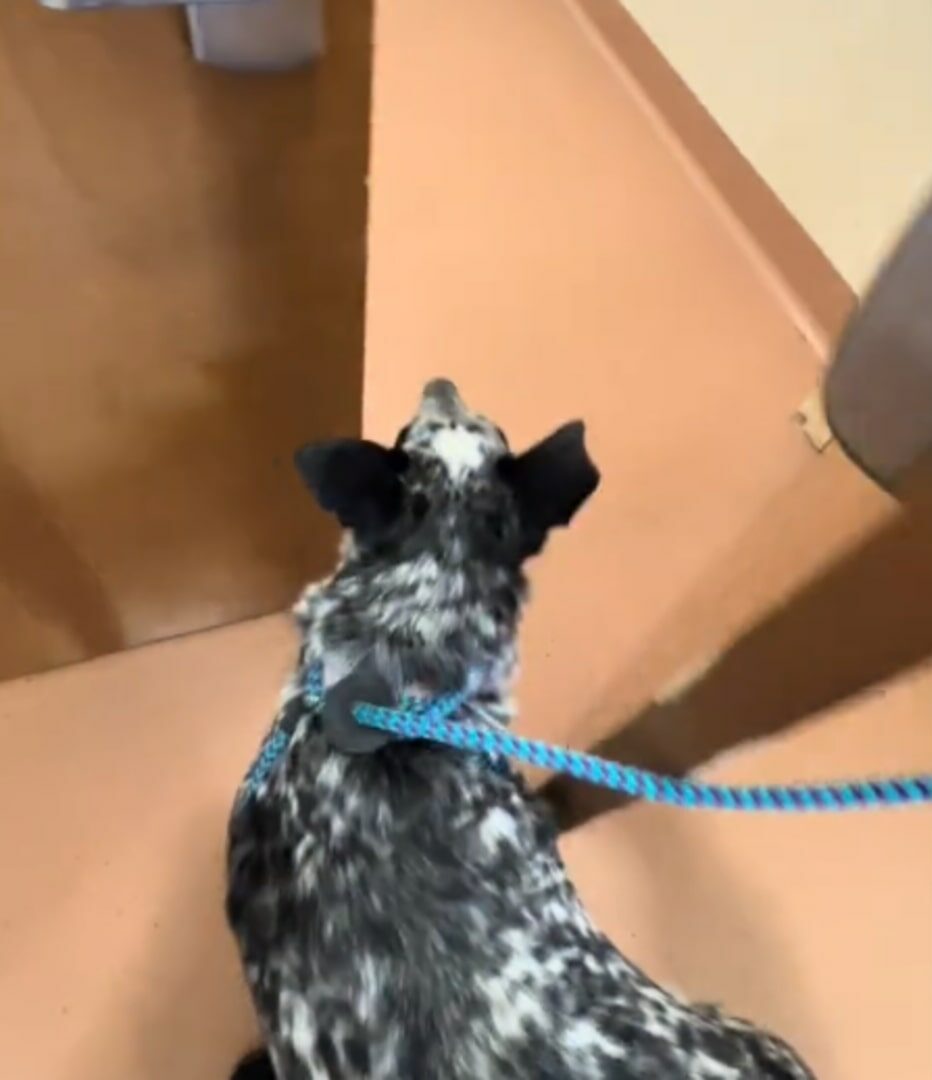 sweet dog on leash