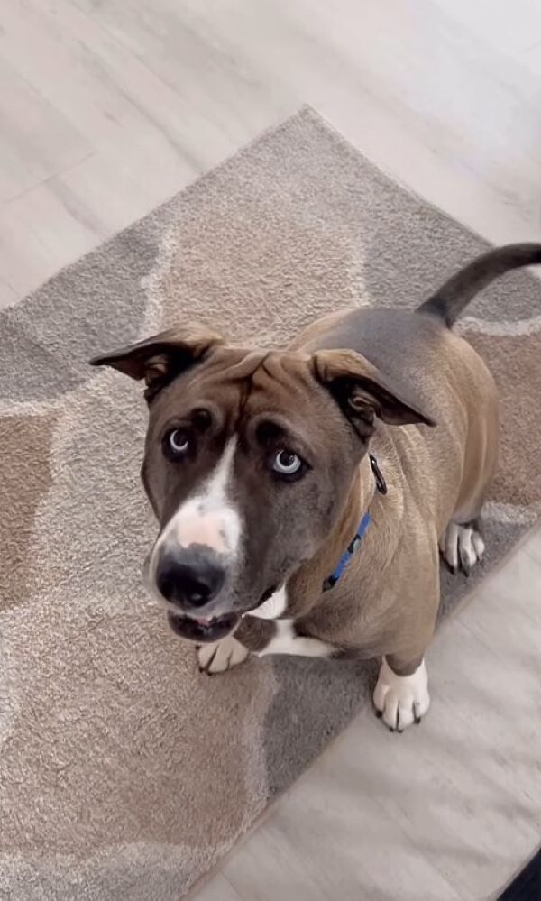 sweet dog on rug