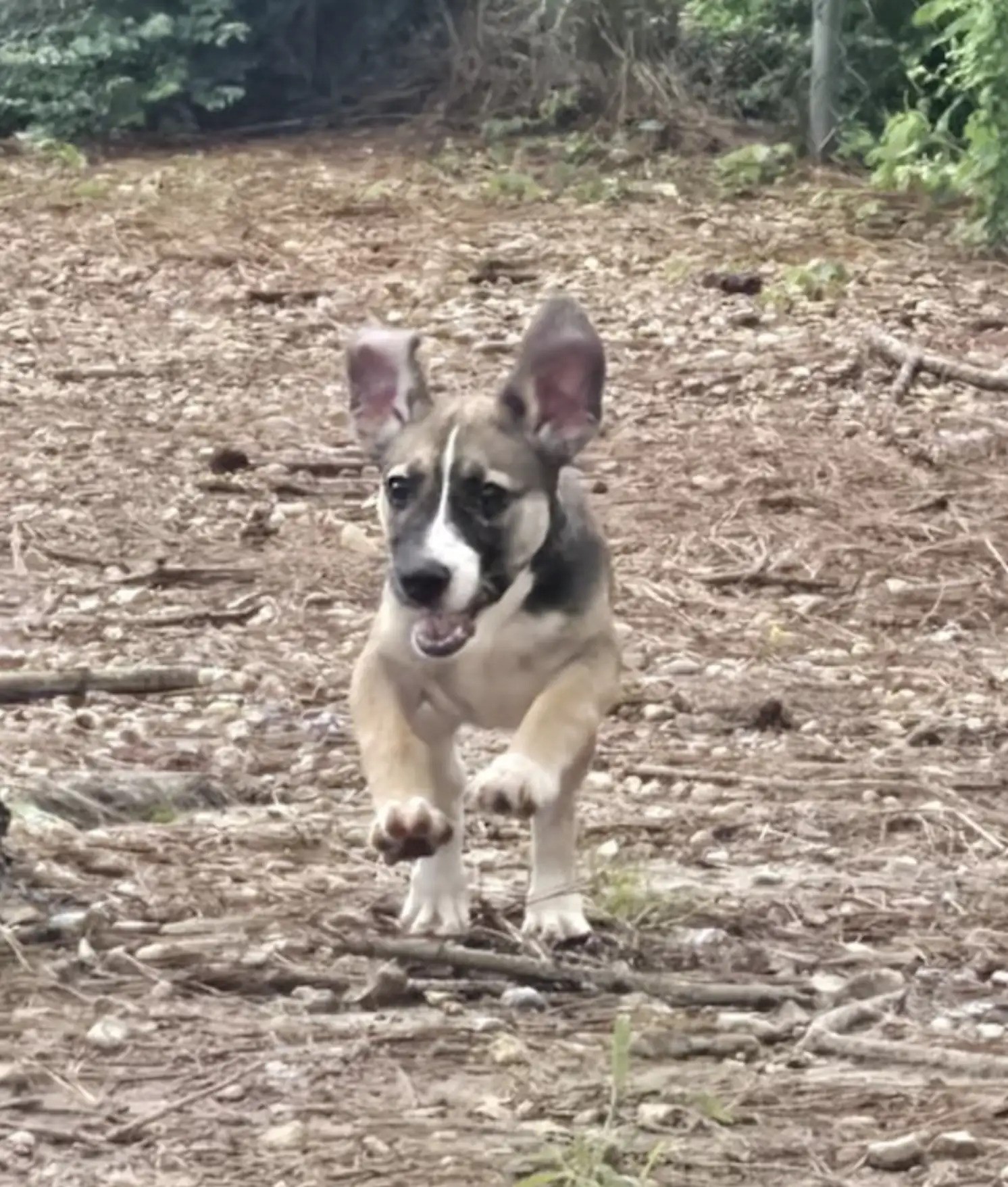 sweet dog running