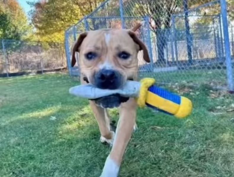 sweet dog toy in mouth