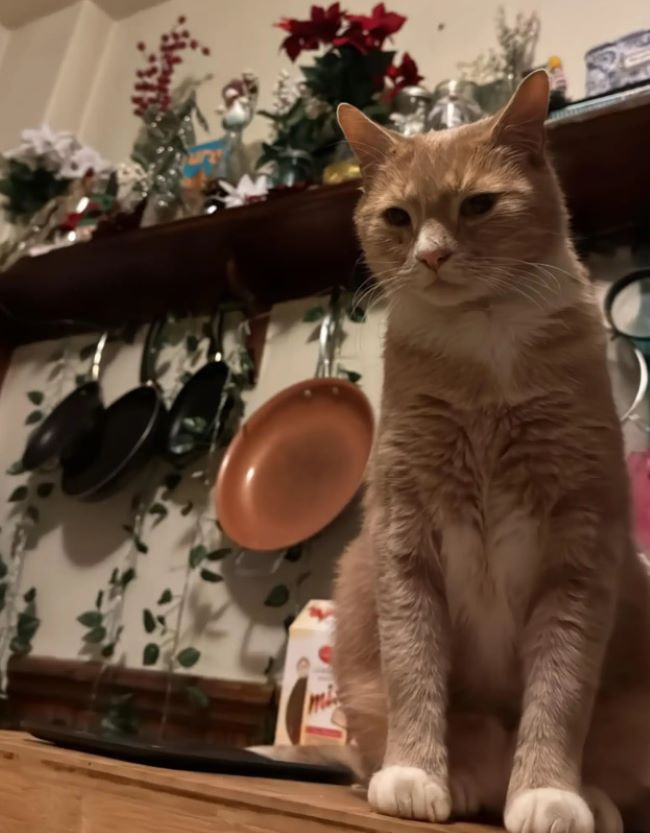 sweet ginger cat