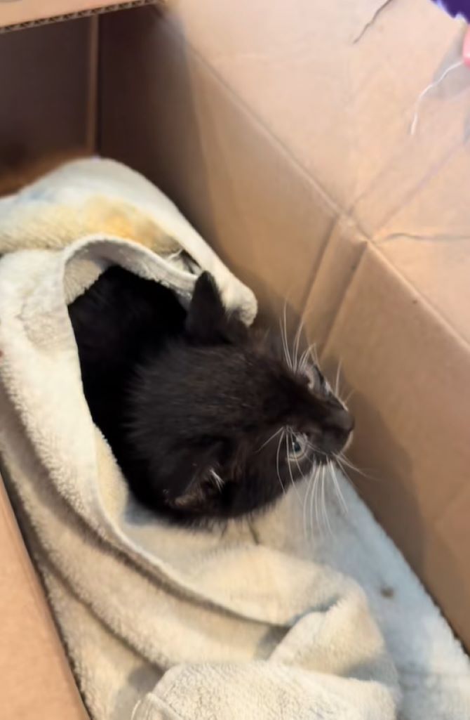 sweet kitten in box