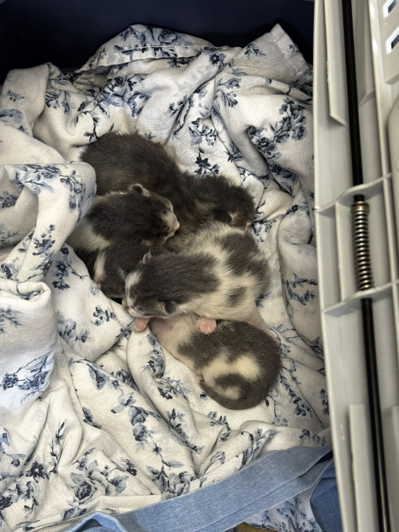 sweet kittens laying down