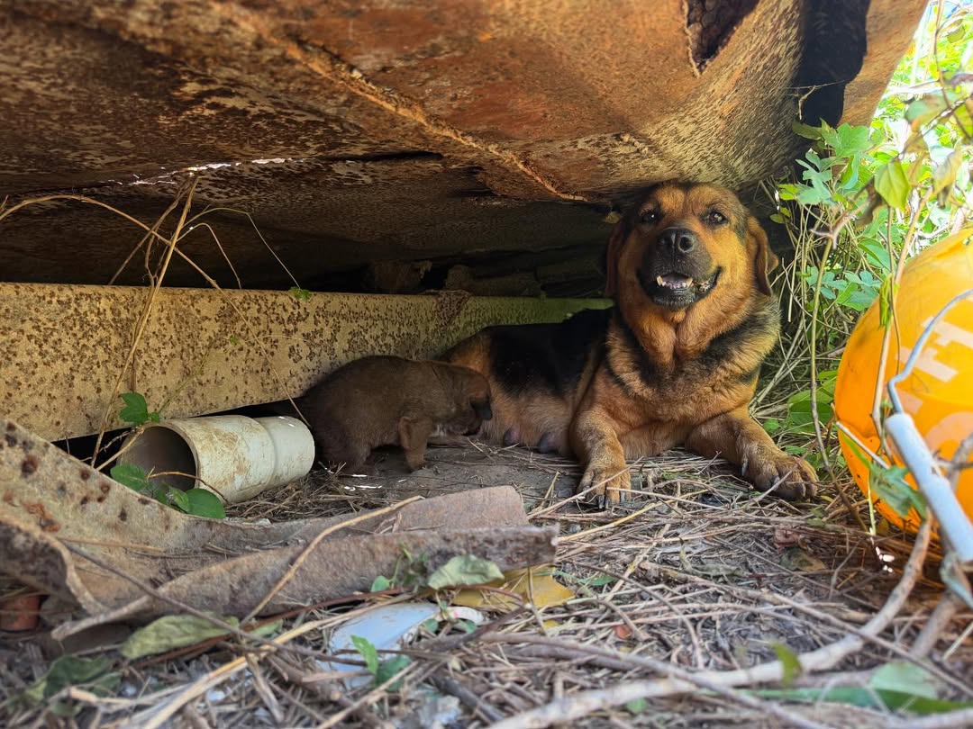sweet mother dog
