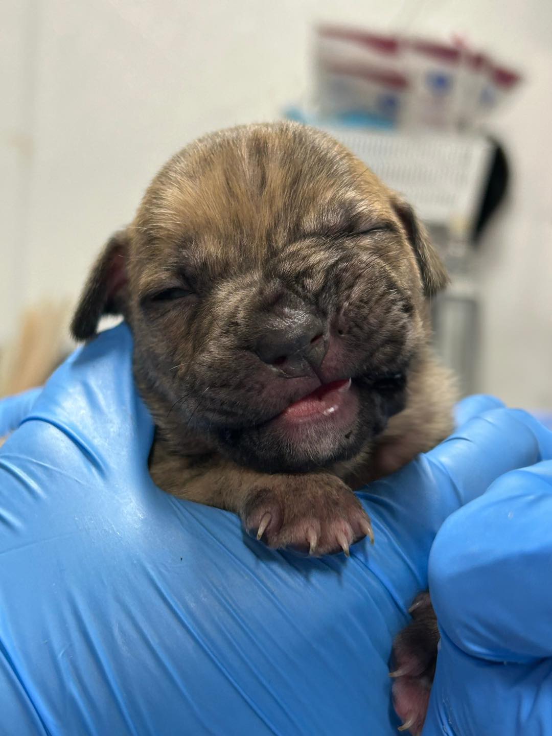 sweet newborn puppy
