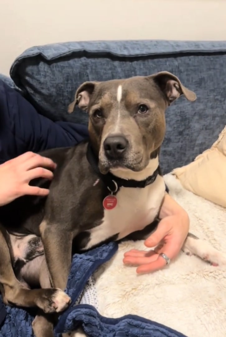 sweet pit bull
