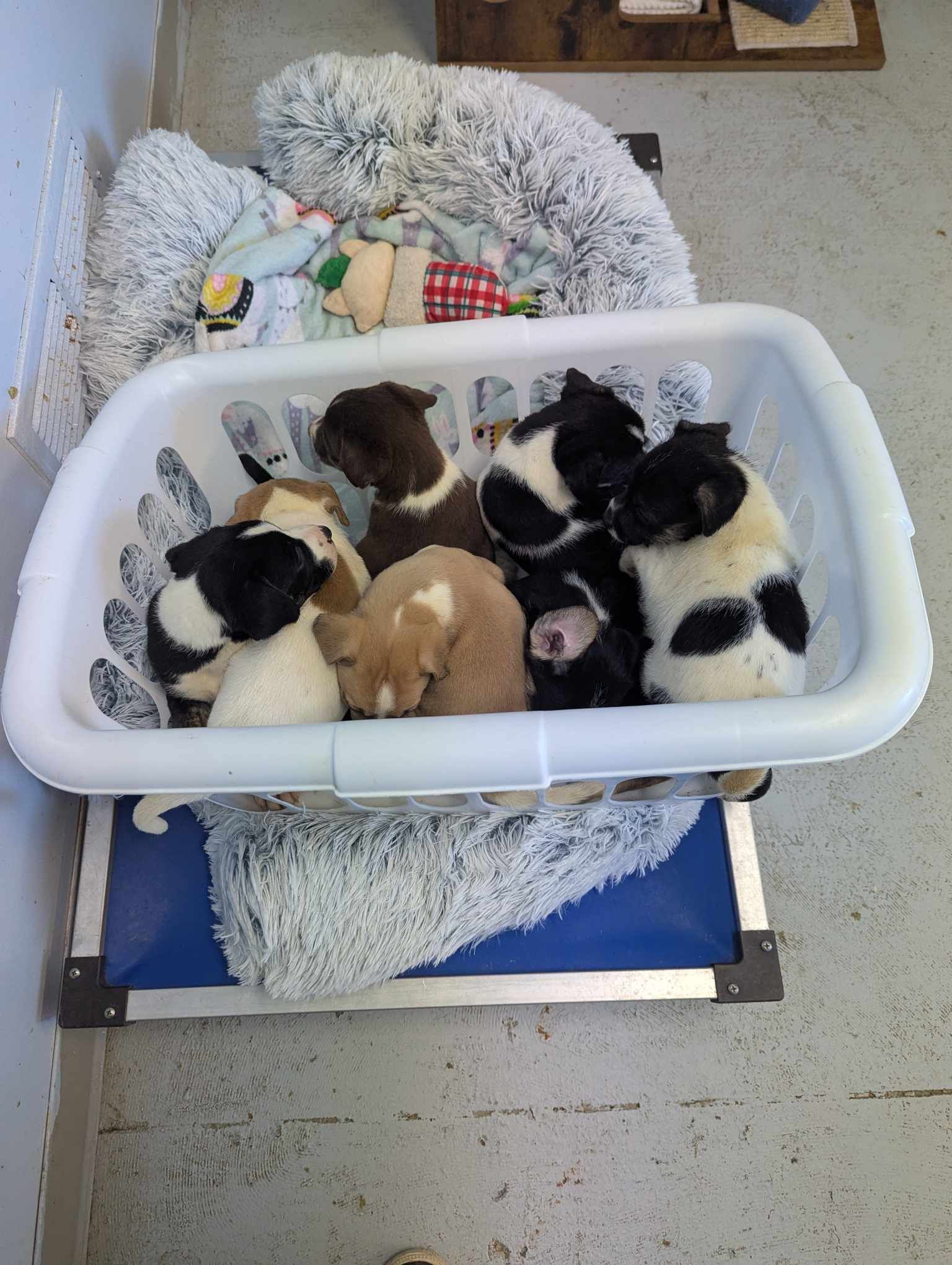 sweet seven puppies