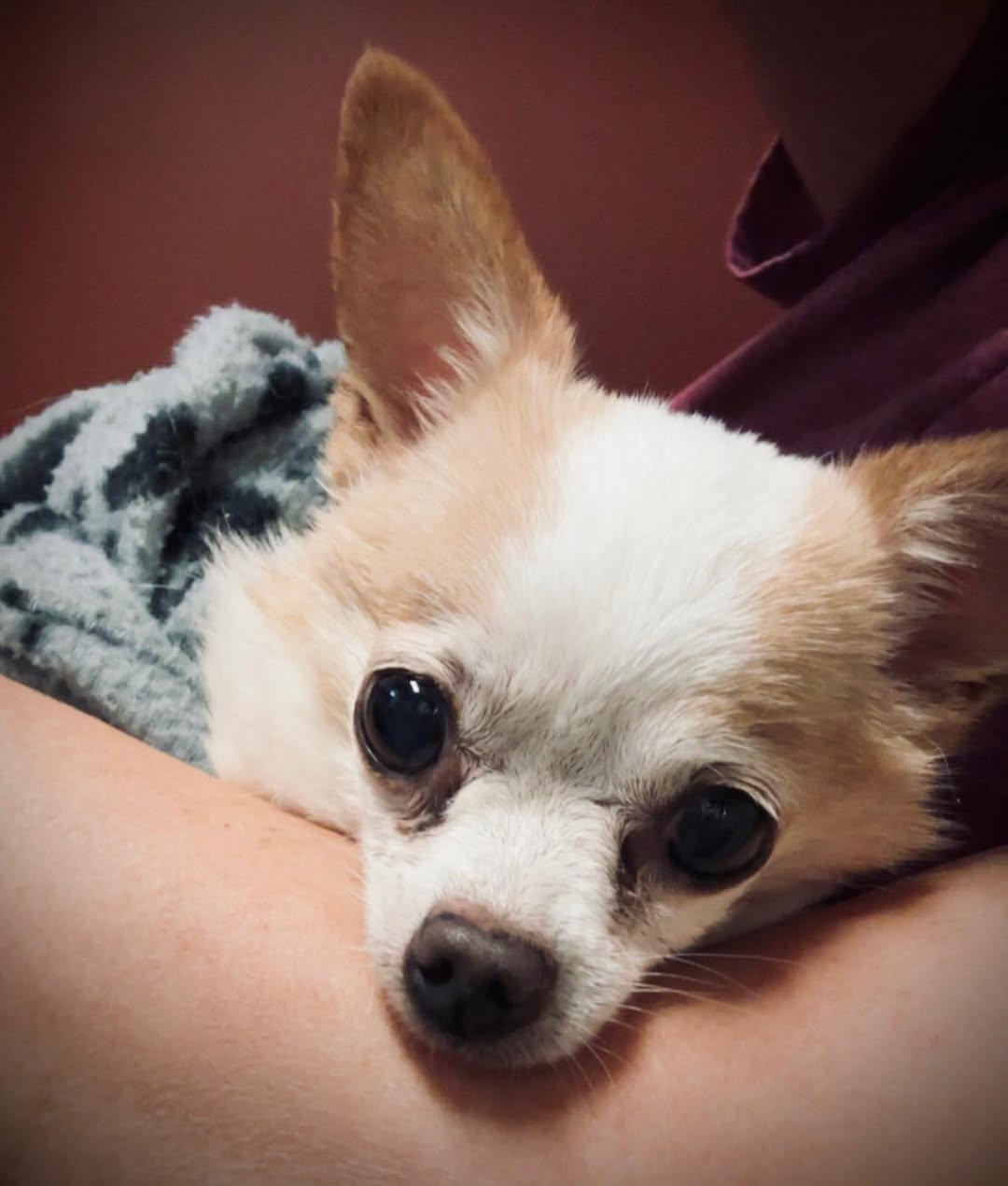 sweet tiny chihuahua