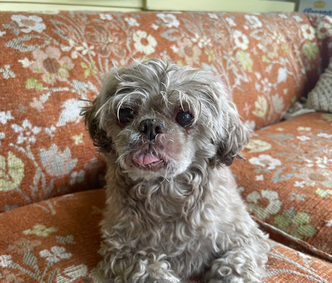sweet tiny gray dog
