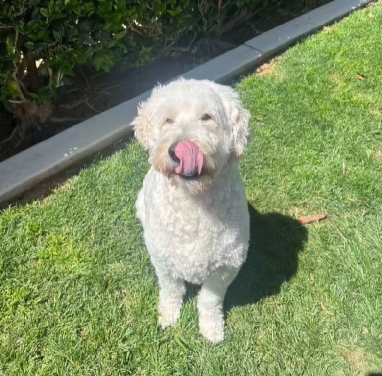 sweet white dog