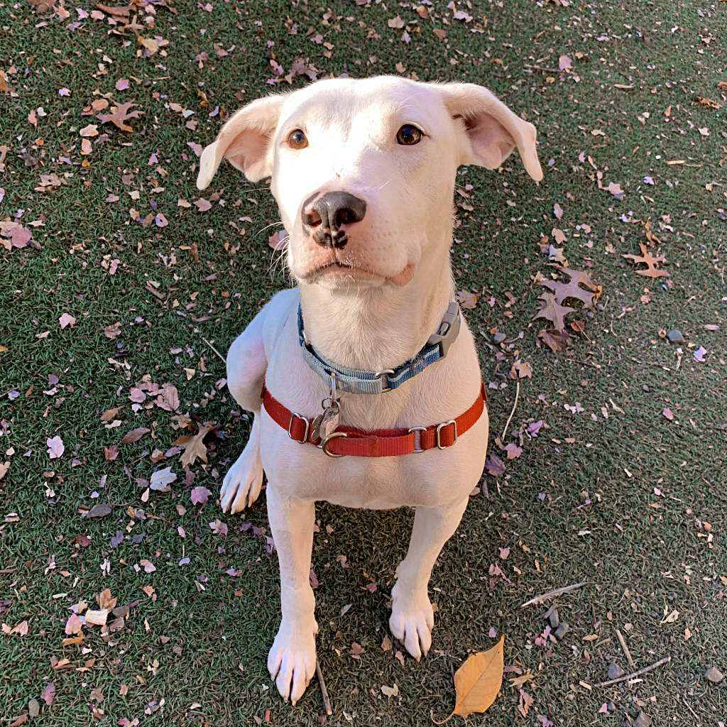 sweet white mother dog