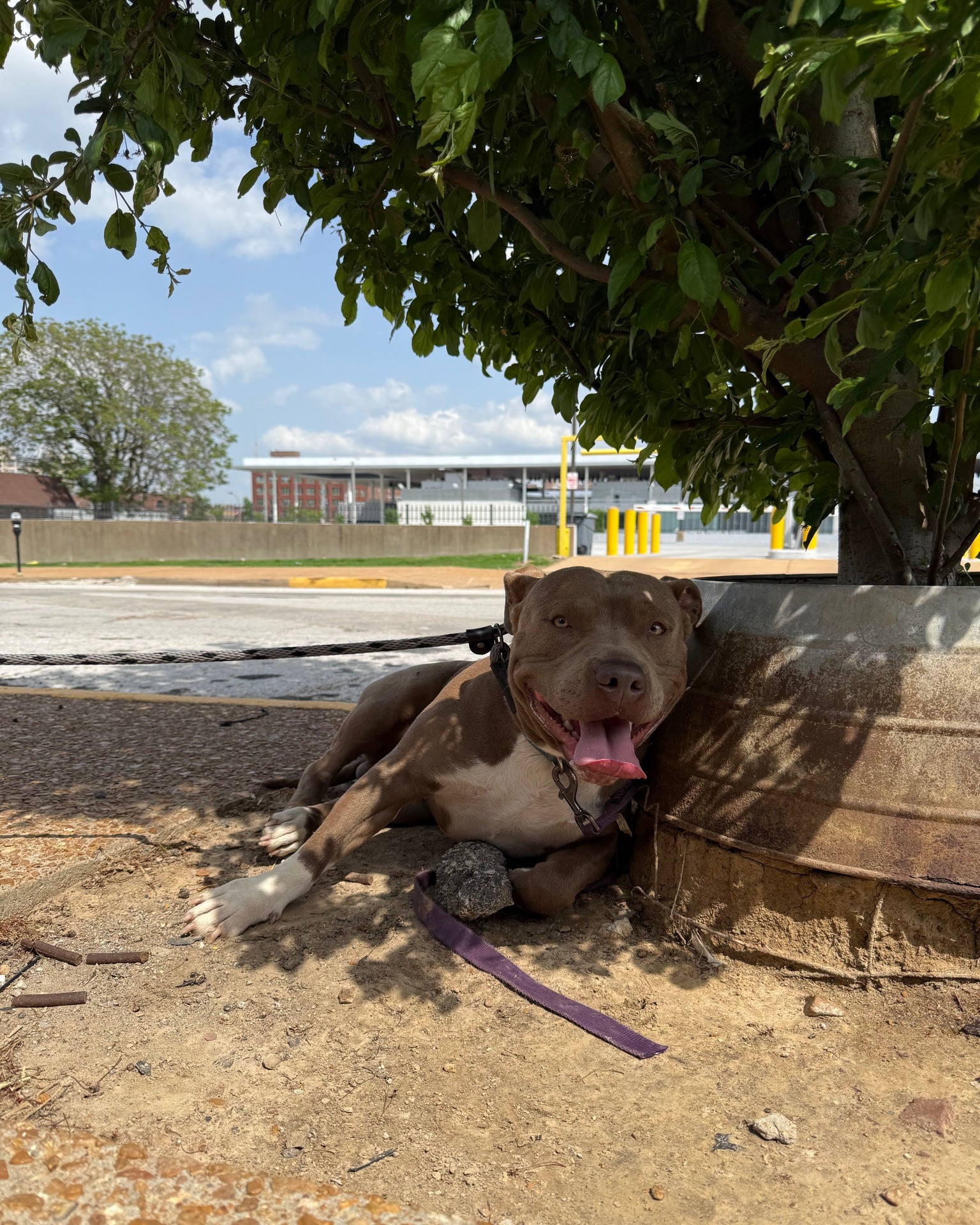 tied dog laying down
