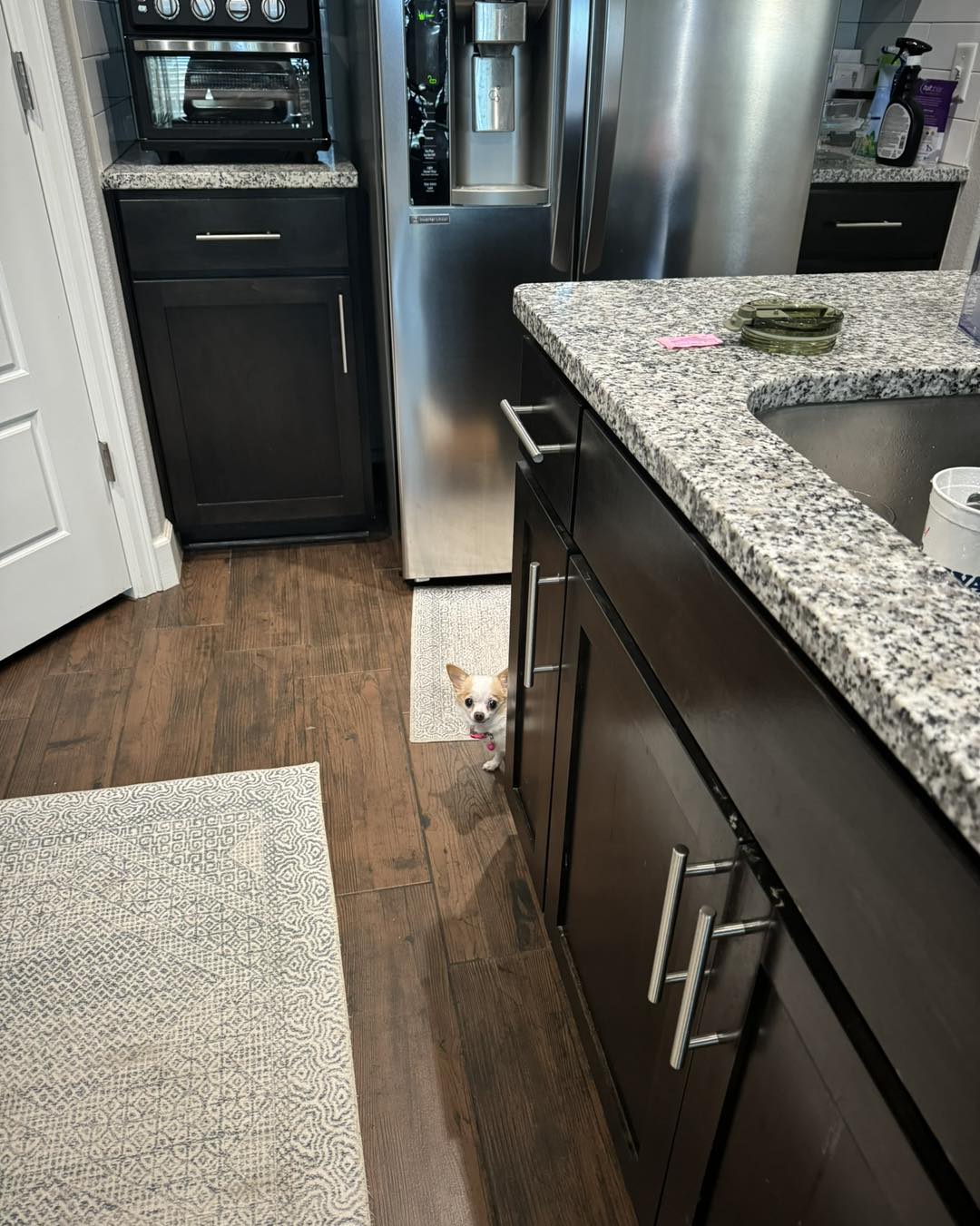 tiny chihuahua in kitchen
