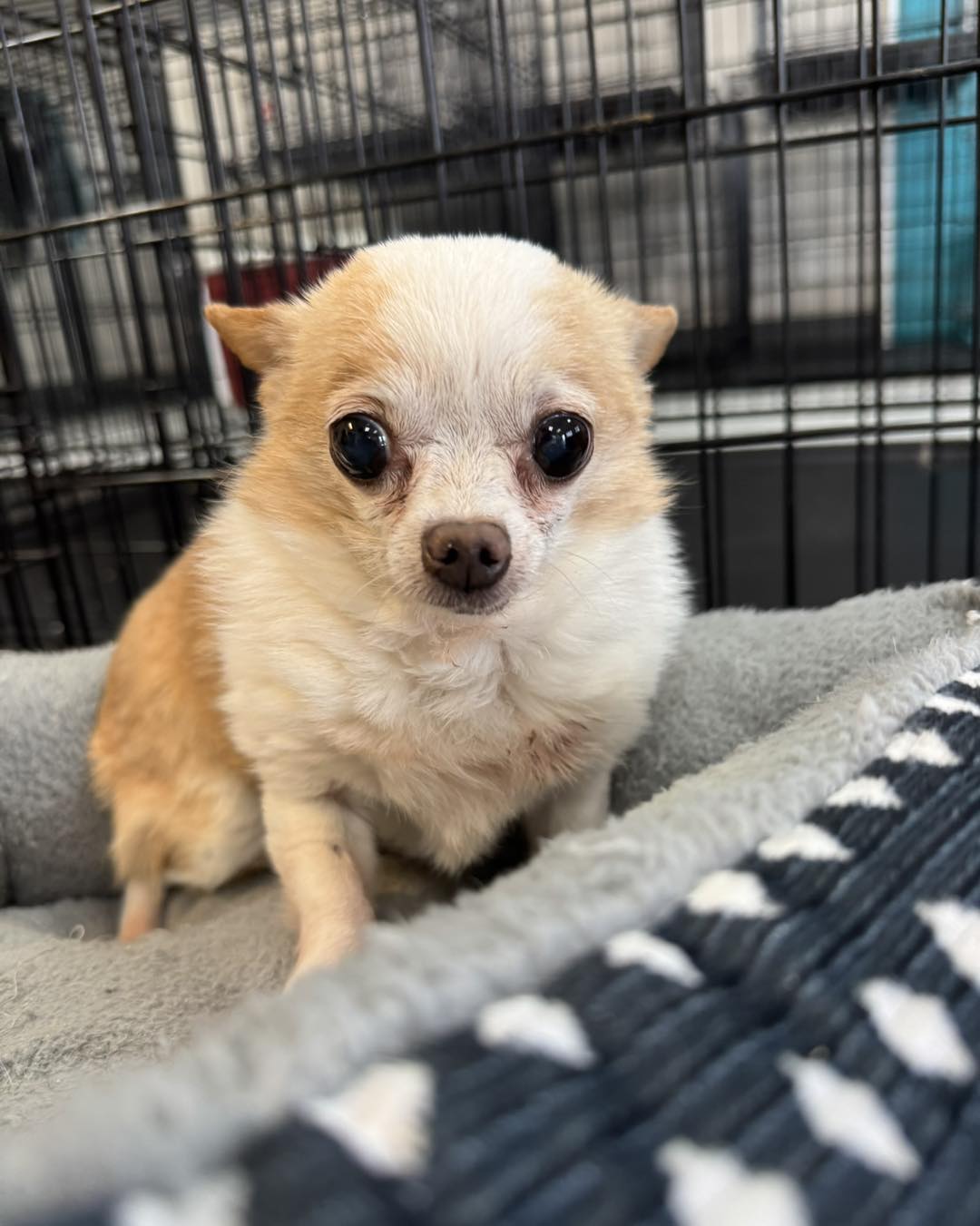 tiny chihuahua