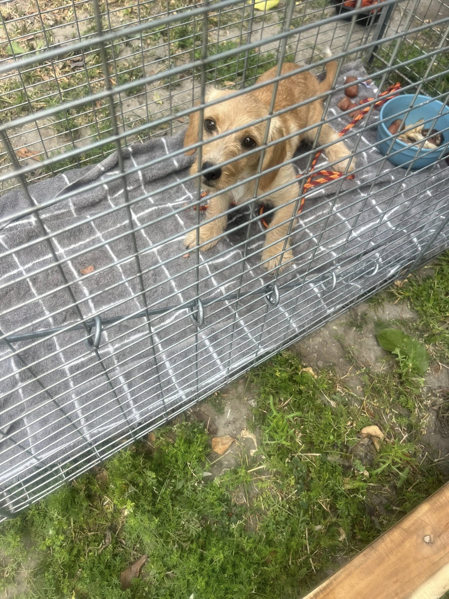 tiny dog in crate