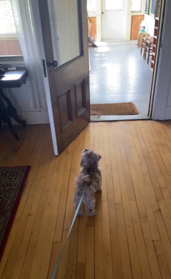tiny dog on a leash