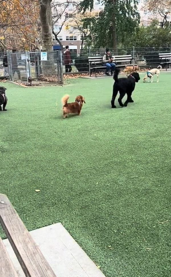 tiny dog running in park